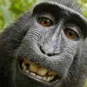 Does monkey own rights to this selfie?